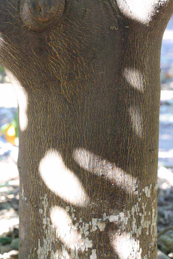              Bark (Riverside, CA)       